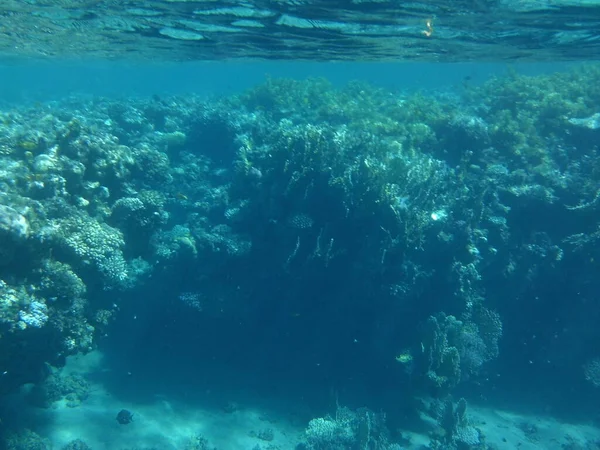 Подводный Мир Дахаба Риф Биогеологическая Структура Сформированная Живыми Организмами Дахаб — стоковое фото