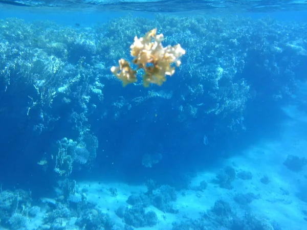 Mundo Subaquático Dahab Recife Uma Estrutura Biogeológica Formada Por Organismos — Fotografia de Stock