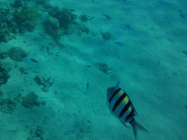 Mundo Subaquático Dahab Recife Uma Estrutura Biogeológica Formada Por Organismos — Fotografia de Stock