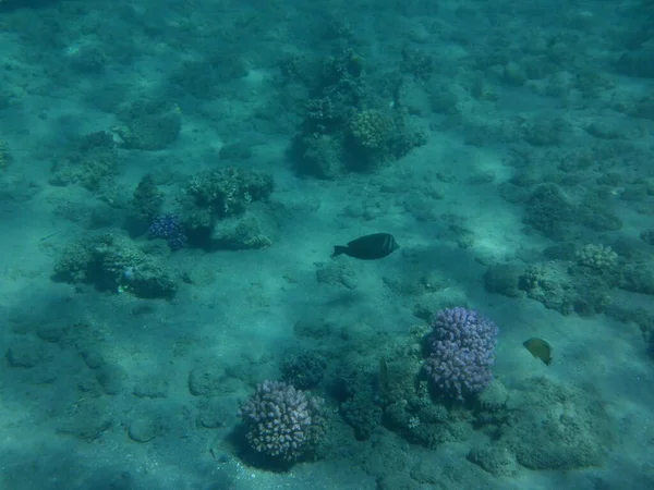 Mundo Subaquático Dahab Recife Uma Estrutura Biogeológica Formada Por Organismos — Fotografia de Stock