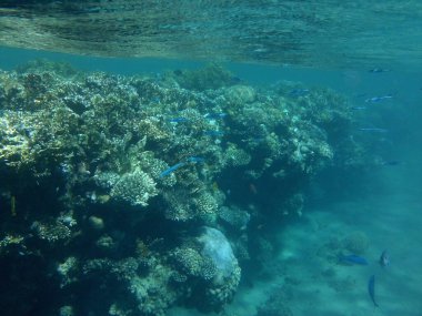 Dahab 'ın sualtı dünyası. Resif, canlı organizmalar tarafından oluşturulan biyojeolojik bir yapıdır. Dahab, Güney Sina Valiliği, Mısır 
