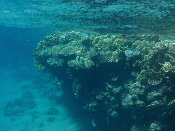 Mondo Sottomarino Dahab Una Barriera Corallina Una Struttura Biogeologica Formata — Foto Stock