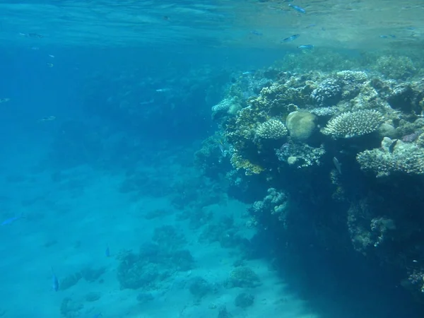 Подводный Мир Дахаба Риф Биогеологическая Структура Сформированная Живыми Организмами Дахаб — стоковое фото