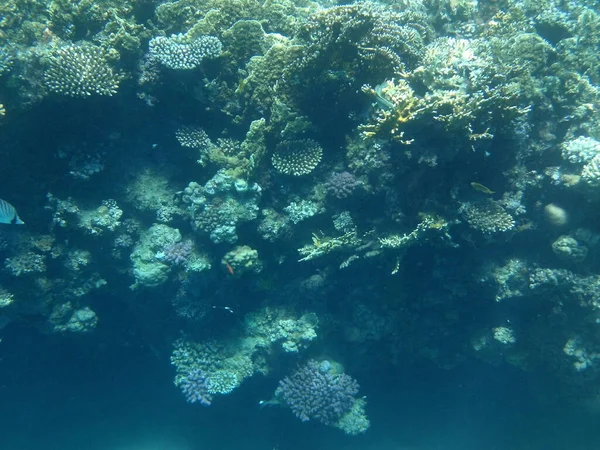 达哈布的水下世界珊瑚礁是由生物形成的生物地质结构 Dahab South Sinai Province Egypt — 图库照片