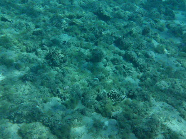 Mundo Subaquático Dahab Recife Uma Estrutura Biogeológica Formada Por Organismos — Fotografia de Stock