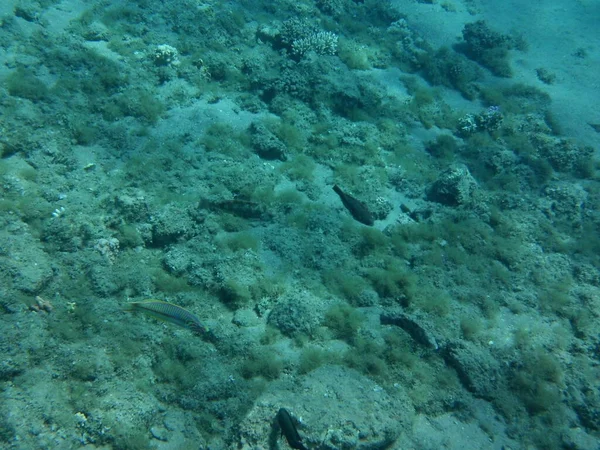 Podmořský Svět Dahab Útes Biogeologická Struktura Tvořená Živými Organismy Dahab — Stock fotografie