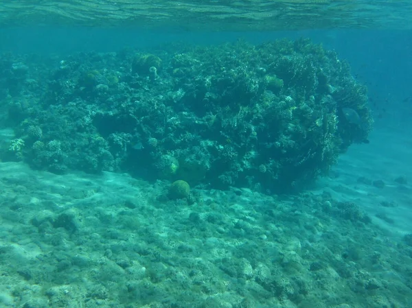 Underwater World Dahab Reef Biogeological Structure Formed Living Organisms Dahab — Stock Photo, Image