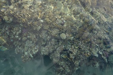 Sahil mercan resifinin üst görüntüsü. Resif, canlı organizmalar tarafından oluşturulan biyojeolojik bir yapıdır. Dahab, Güney Sina Valiliği, Mısır   