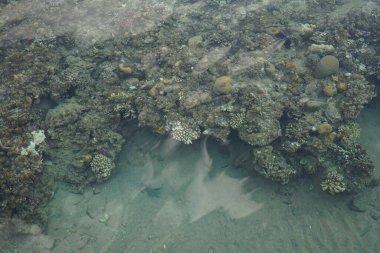 Sahil mercan resifinin üst görüntüsü. Resif, canlı organizmalar tarafından oluşturulan biyojeolojik bir yapıdır. Dahab, Güney Sina Valiliği, Mısır   