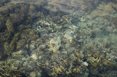Sahil mercan resifinin üst görüntüsü. Resif, canlı organizmalar tarafından oluşturulan biyojeolojik bir yapıdır. Dahab, Güney Sina Valiliği, Mısır  