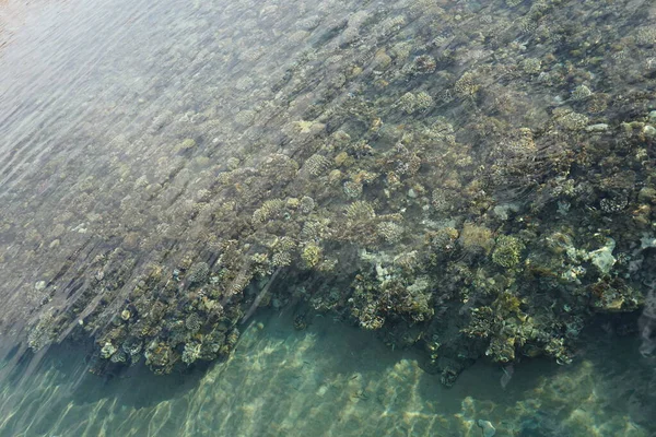 海岸のサンゴ礁のトップビュー サンゴ礁は生物によって形成される生物学的構造である エジプト南シナイ県ダハブ — ストック写真