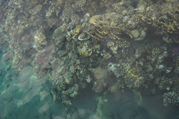 海岸のサンゴ礁のトップビュー サンゴ礁は生物によって形成される生物学的構造である エジプト南シナイ県ダハブ — ストック写真