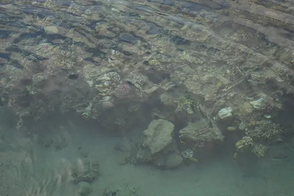 海岸のサンゴ礁のトップビュー サンゴ礁は生物によって形成される生物学的構造である エジプト南シナイ県ダハブ — ストック写真