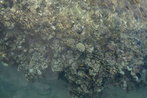 Huippunäkymä Rannikon Koralliriutalle Riutta Elävien Organismien Muodostama Biogeologinen Rakenne Dahab — kuvapankkivalokuva