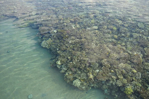 海岸珊瑚礁的俯瞰图 珊瑚礁是由生物形成的生物地质结构 Dahab South Sinai Province Egypt — 图库照片