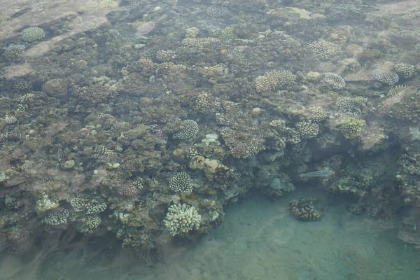 Top View Coastal Coral Reef Reef Biogeological Structure Formed Living — Stock Photo, Image