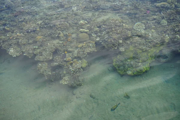 海岸のサンゴ礁のトップビュー サンゴ礁は生物によって形成される生物学的構造である エジプト南シナイ県ダハブ — ストック写真