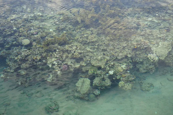 Sahil Mercan Resifinin Üst Görüntüsü Resif Canlı Organizmalar Tarafından Oluşturulan — Stok fotoğraf