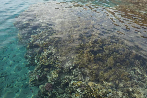 Vista Superior Del Arrecife Coral Costero Arrecife Una Estructura Biogeológica —  Fotos de Stock