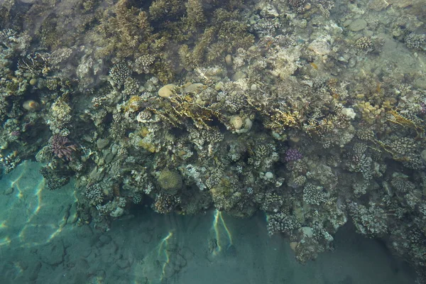 海岸のサンゴ礁のトップビュー サンゴ礁は生物によって形成される生物学的構造である エジプト南シナイ県ダハブ — ストック写真