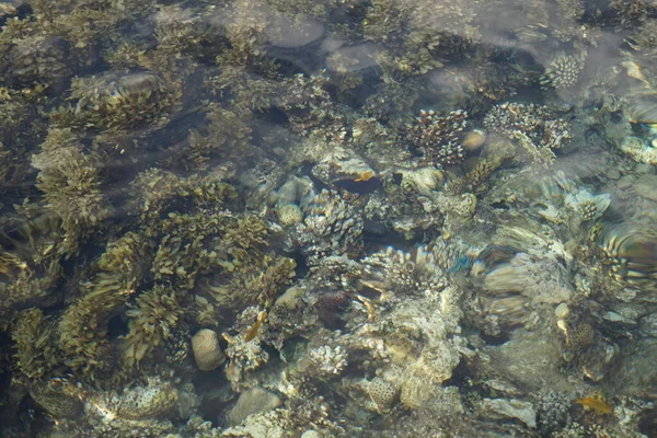 海岸珊瑚礁的俯瞰图 珊瑚礁是由生物形成的生物地质结构 Dahab South Sinai Province Egypt — 图库照片
