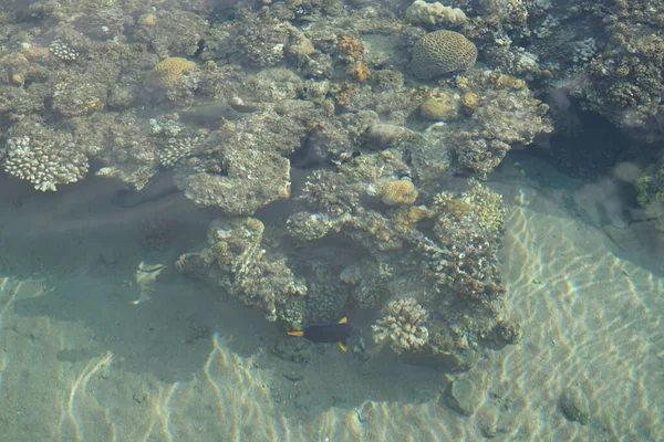 Sahil Mercan Resifinin Üst Görüntüsü Resif Canlı Organizmalar Tarafından Oluşturulan — Stok fotoğraf