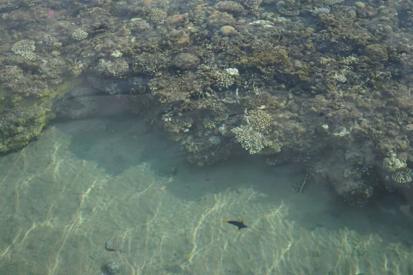 海岸のサンゴ礁のトップビュー サンゴ礁は生物によって形成される生物学的構造である エジプト南シナイ県ダハブ — ストック写真