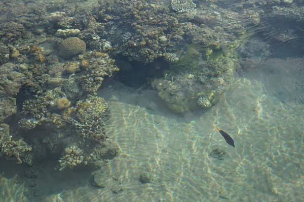 Vista Superior Recife Coral Costeiro Recife Uma Estrutura Biogeológica Formada — Fotografia de Stock