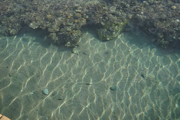 海岸のサンゴ礁のトップビュー サンゴ礁は生物によって形成される生物学的構造である エジプト南シナイ県ダハブ — ストック写真