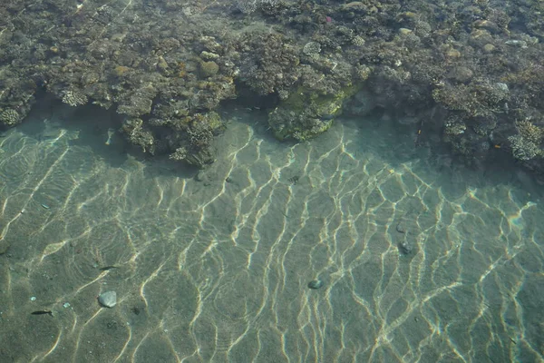 Краєвид Прибережний Кораловий Риф Риф Біологічна Структура Утворена Живими Організмами — стокове фото