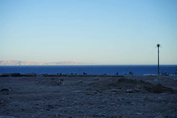 Develer Gün Batımında Kızıldeniz Akabe Körfezi Kıyısında Yürürler Dahab Güney — Stok fotoğraf