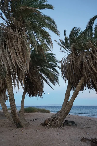 Ekim ayında Akabe Körfezi üzerindeki Kızıl Deniz 'de ay. Dahab, Güney Sina Valiliği, Mısır 