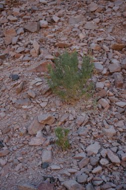Malakot Dağı vahasının yakınındaki Sina Yarımadası 'ndaki Reseda Pruinosa. Reseda, Resedaceae familyasına ait. Kullanılan alt türler: R. P. nutans. Dahab, Güney Sina Valiliği, Mısır