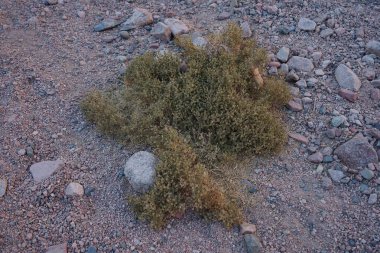 Cleome droserifolia, Ekim ayında Malakot Dağı vahasında mor pistil ve stamens çiçekleri açar. Cleome, örümcek çiçekleri, örümcek otları, arı bitkileri, Cleomaceae familyasından bir bitki cinsidir.. 