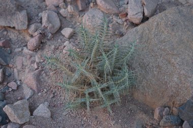 Blepharis attenuata, Diana Margaret Napper tarafından tanımlanan bir manolyopsida türüdür. Blepharis attenuata, Blepharis cinsi ve Acanthaceae familyasına aittir. Dahab, Güney Sina Valiliği, Mısır