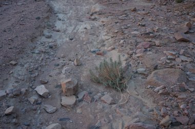 Blepharis attenuata, Diana Margaret Napper tarafından tanımlanan bir manolyopsida türüdür. Blepharis attenuata, Blepharis cinsi ve Acanthaceae familyasına aittir. Dahab, Güney Sina Valiliği, Mısır