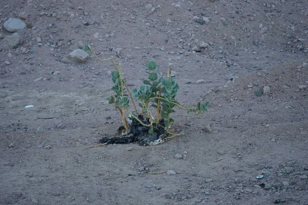 Capparis Sinaica Ist Eine Kaperpflanzenart Die Von Veillard Beschrieben Wird — Stockfoto