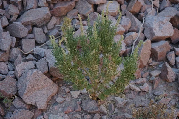 Reseda Pruinosa Sulla Penisola Del Sinai Vicino All Oasi Montuosa — Foto Stock