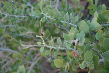 Capparis spinosa, syn. Kapari çalısı, Flinders gülü, yuvarlak, etli yapraklar ve pembemsi beyaz çiçekler taşıyan uzun ömürlü bir bitkidir. Bitki yenilebilir çiçek tomurcukları ve meyveleriyle bilinir. Dahab, Güney Sina Valiliği, Mısır