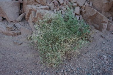 Malakot Dağı vahasının yakınındaki Sina Yarımadası 'nda Zilla spinosa. Zilla, Brassicaceae familyasından bir bitki cinsidir. Dahab, Güney Sina Valiliği, Mısır