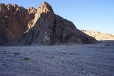 Dahab, Güney Sina Valiliği, Mısır 'ın pitoresk çevresindeki dağların arka planına karşı develer  