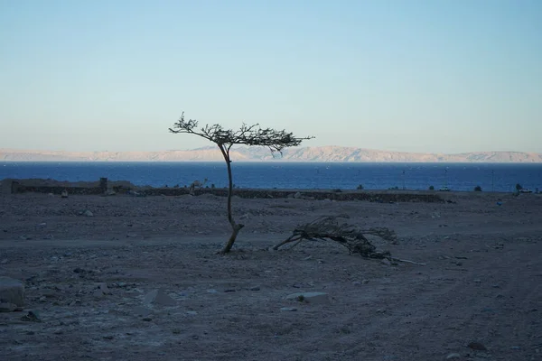 Σιλουέτα Δέντρου Vachellia Tortilis Και Καμήλες Φόντο Την Ερυθρά Θάλασσα — Φωτογραφία Αρχείου
