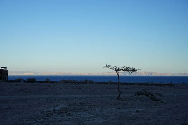 Σιλουέτα Δέντρου Vachellia Tortilis Και Καμήλες Φόντο Την Ερυθρά Θάλασσα — Φωτογραφία Αρχείου