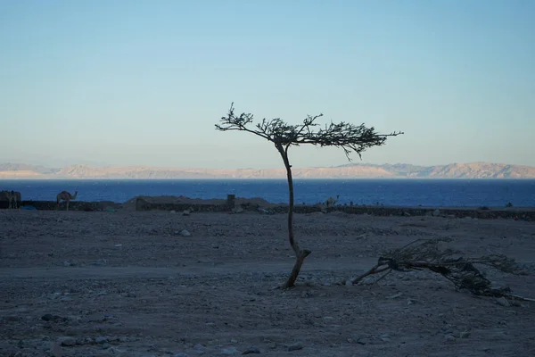 Silhueta Uma Árvore Vachellia Tortilis Camelos Contra Pano Fundo Mar — Fotografia de Stock