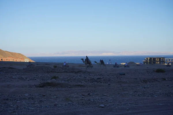 Kamele Auf Einer Baustelle Mit Dem Golf Von Aqaba Hintergrund — Stockfoto