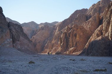 Dahab, Güney Sina Valiliği, Mısır 'ın pitoresk çevresindeki dağların arka planına karşı develer  