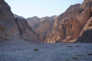 Dahab, Güney Sina Valiliği, Mısır 'ın pitoresk çevresindeki dağların arka planına karşı develer  