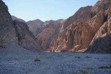 Dahab, Güney Sina Valiliği, Mısır 'ın pitoresk çevresindeki dağların arka planına karşı develer  