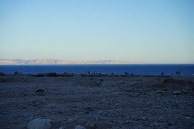 Arkasında Akabe Körfezi olan bir inşaat alanında develer. Dahab, Güney Sina Valiliği, Mısır 