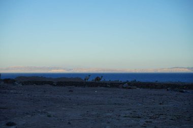 Arkasında Akabe Körfezi olan bir inşaat alanında develer. Dahab, Güney Sina Valiliği, Mısır 